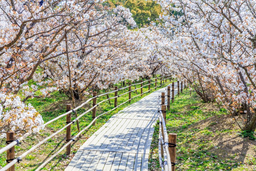 御室桜の画像 - 2枚目