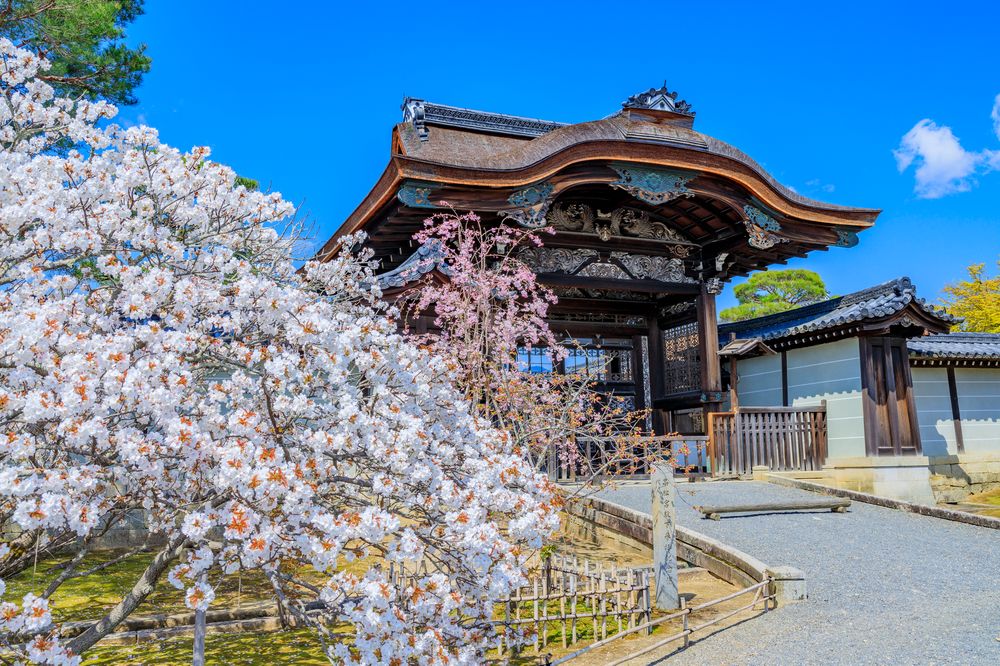 御室桜の画像 - 3枚目