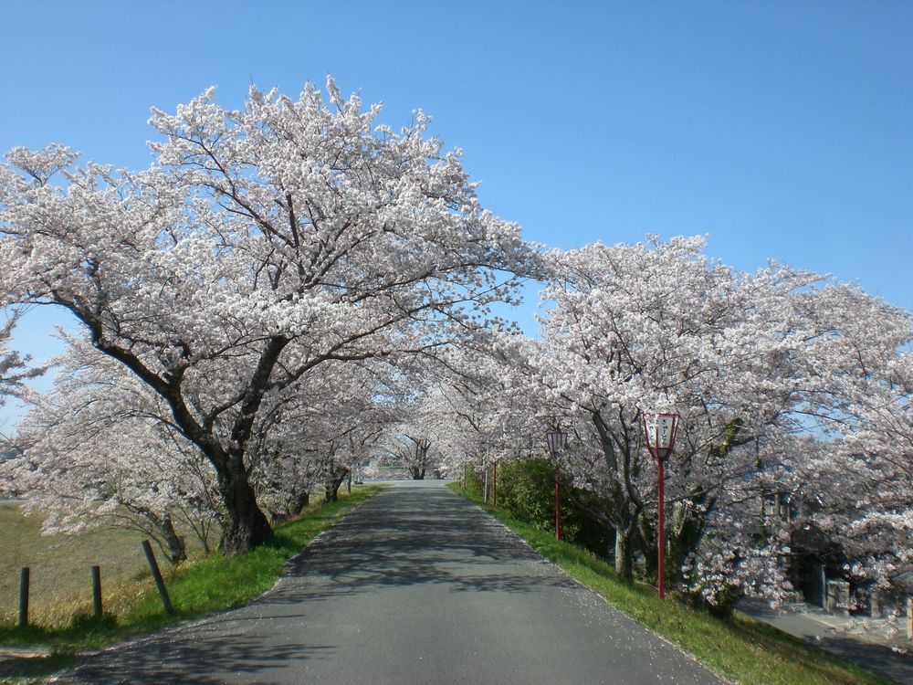 宮川堤の画像 - 2枚目