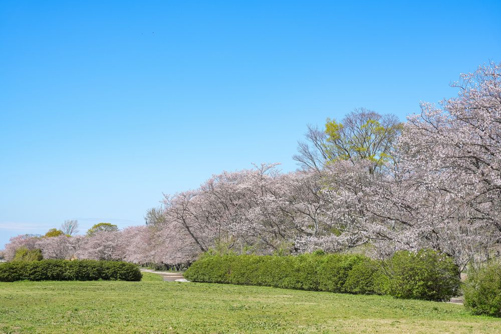 宮川堤の画像 - 3枚目