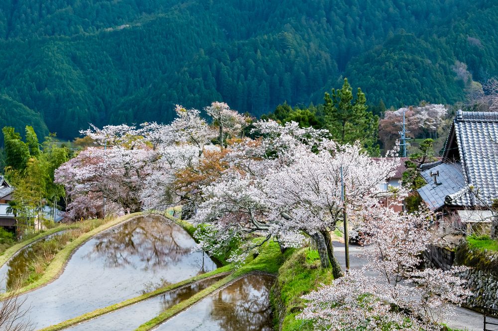 三多気の画像 - 3枚目