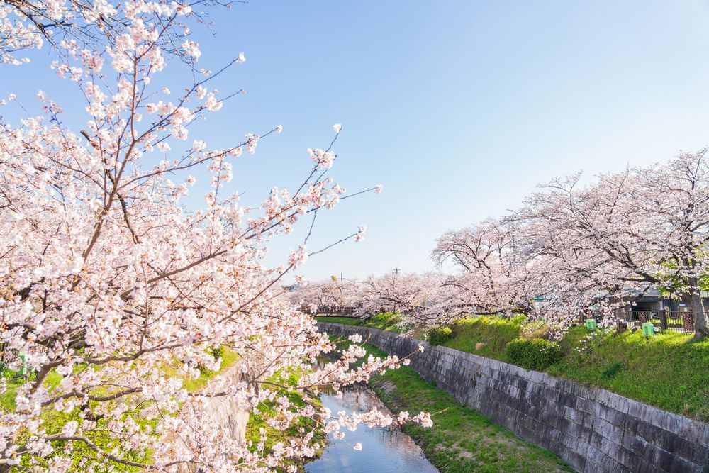 山崎川四季の道の画像 - 2枚目