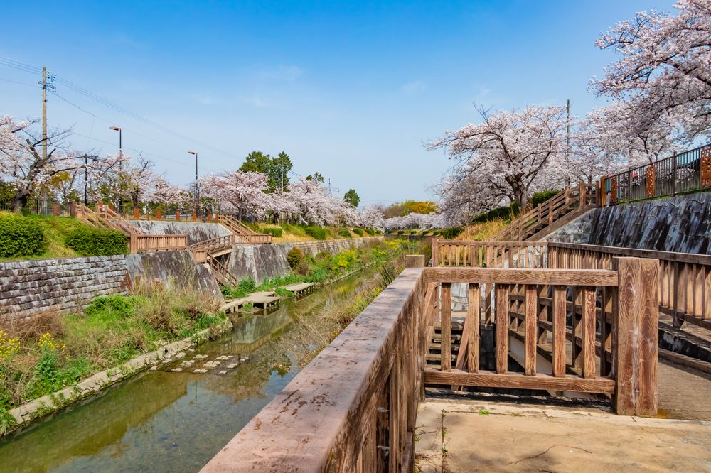 山崎川四季の道の画像 - 3枚目