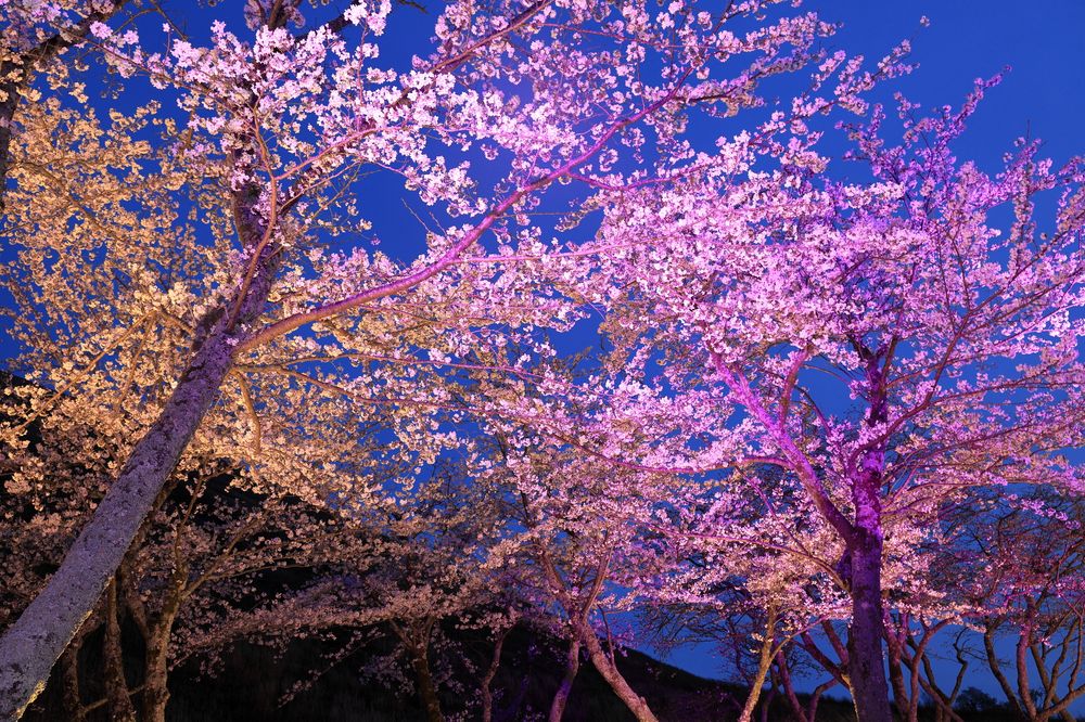 さくらの里の画像 - 3枚目
