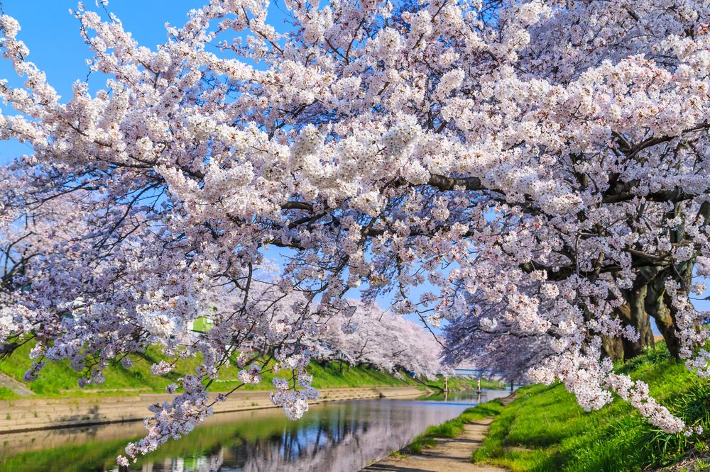 新境川堤の画像 - 2枚目