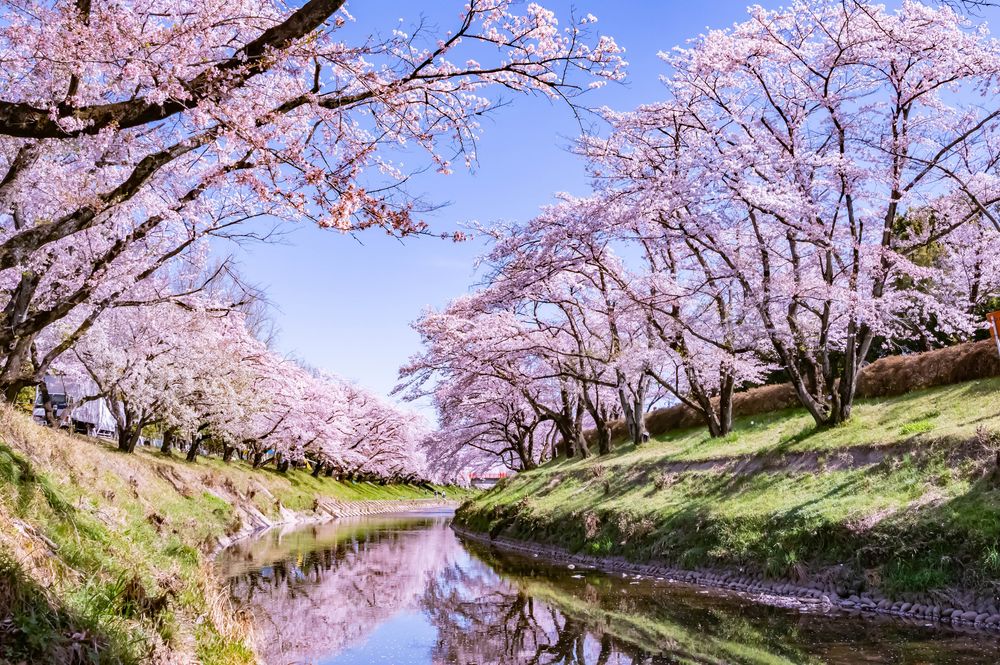新境川堤の画像 - 3枚目