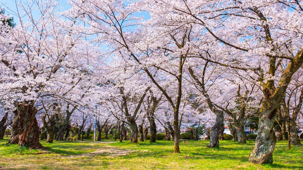 村松公園の画像 - 2枚目
