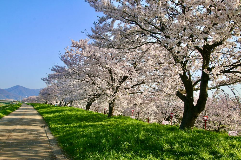 大河津分水の画像 - 2枚目