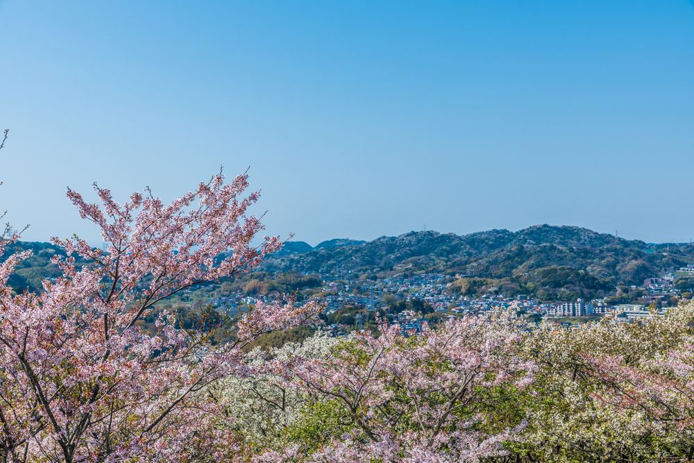 衣笠山公園の画像 - 2枚目