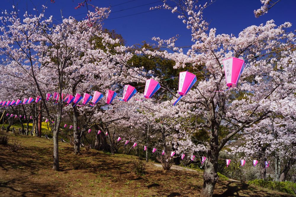 衣笠山公園