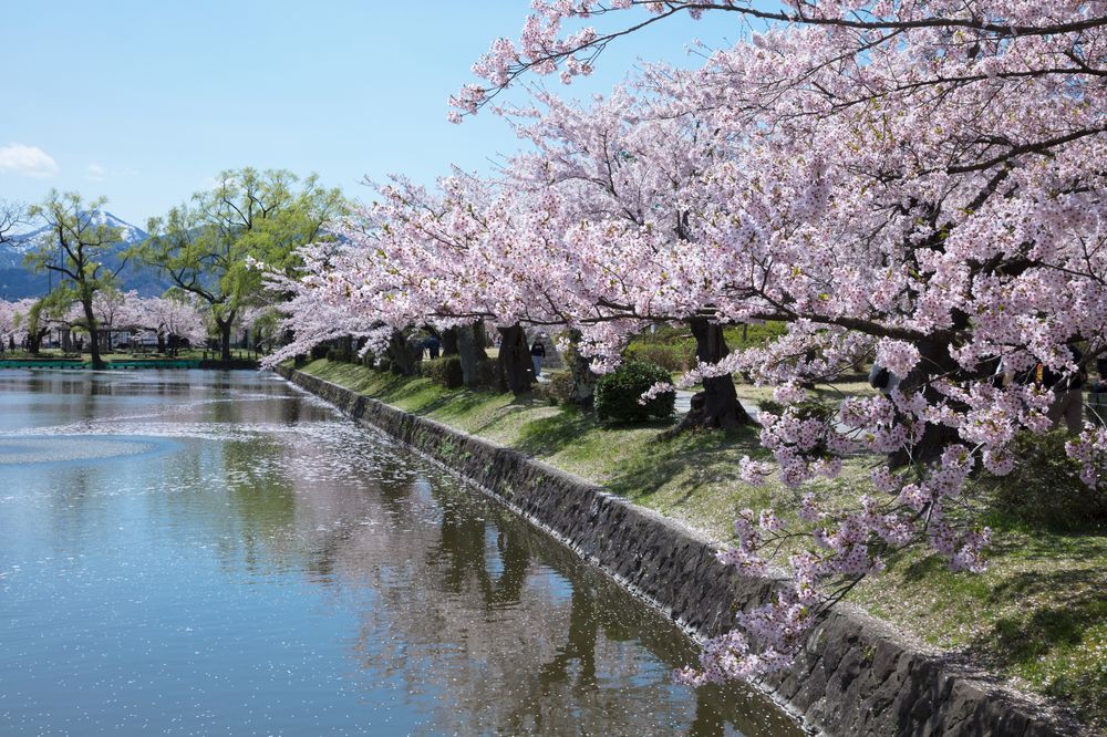 鶴岡公園(鶴ケ岡城址公園)の画像 - 3枚目