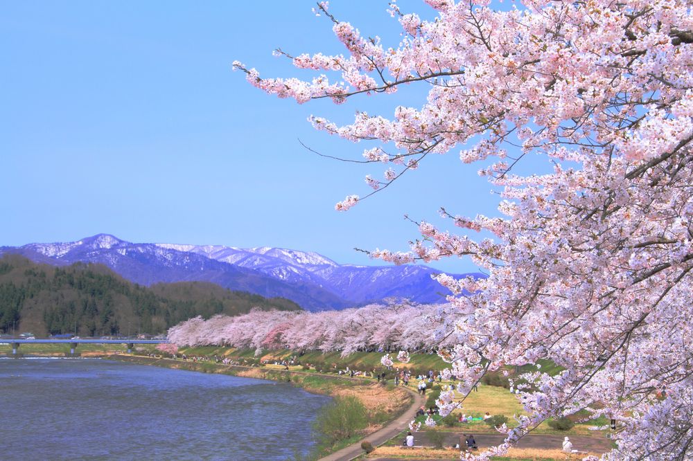 桧木内川堤の画像 - 2枚目