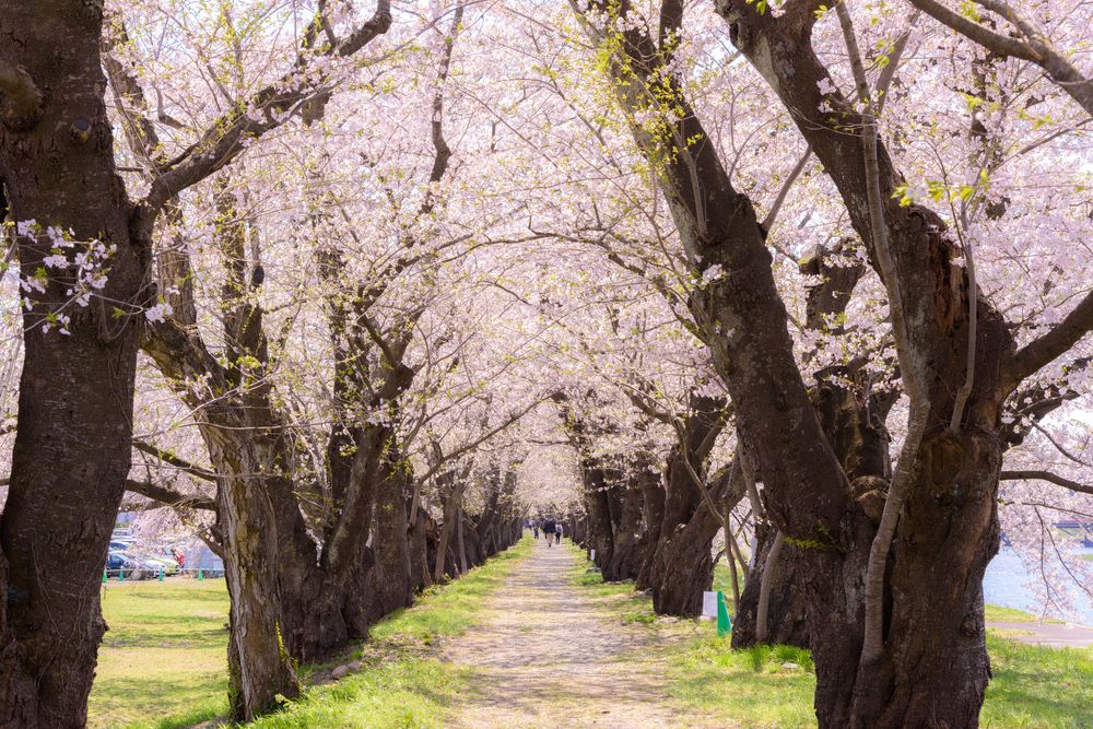 桧木内川堤の画像 - 3枚目