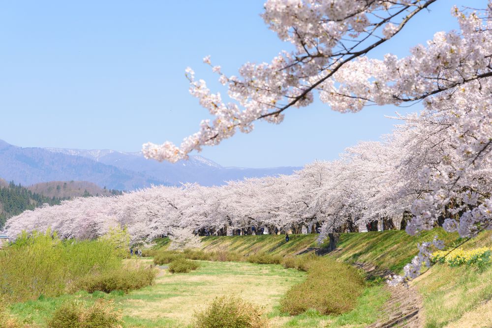 二十間道路の桜並木】の周辺スポット・アクセス・口コミ - Prism Japan