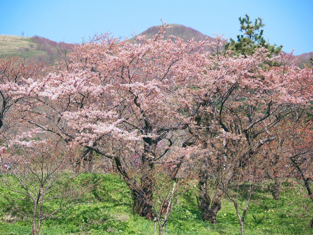 松前公園の画像 - 2枚目