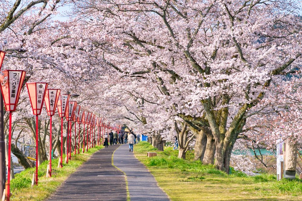 斐伊川堤防桜並木】の周辺スポット・アクセス・口コミ - Prism Japan