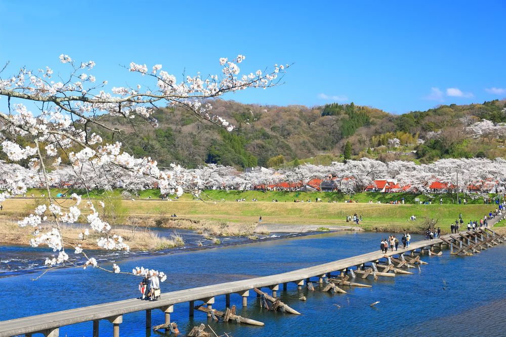 斐伊川堤防桜並木の画像 - 2枚目