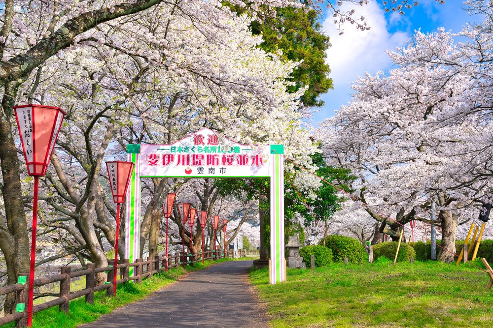 斐伊川堤防桜並木の画像 - 3枚目