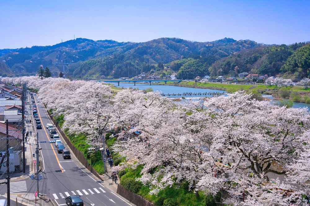 斐伊川堤防桜並木の画像 - 4枚目