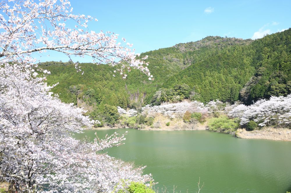 七川ダム湖畔の画像 - 2枚目