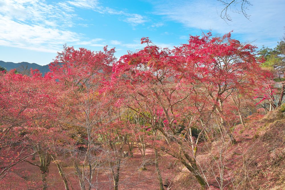笠置山自然公園の画像 - 2枚目