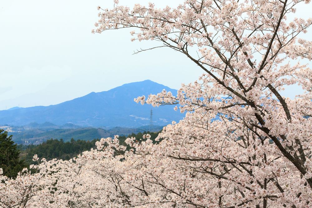 笠置山自然公園の画像 - 3枚目