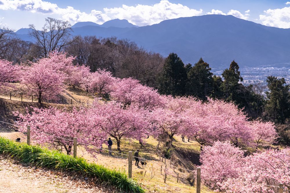 おおいゆめの里の画像 - 2枚目