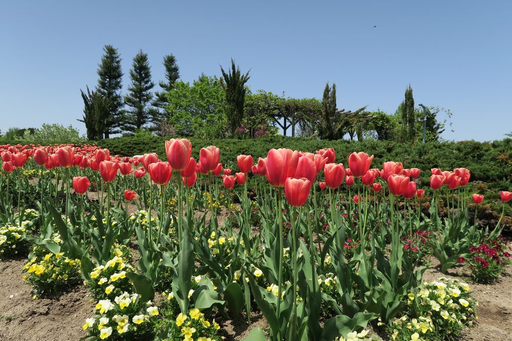 富山県花総合センター（エレガガーデン）の画像 - 2枚目