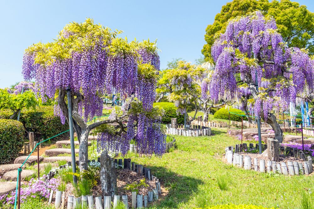 ふじの咲く丘の画像 - 2枚目