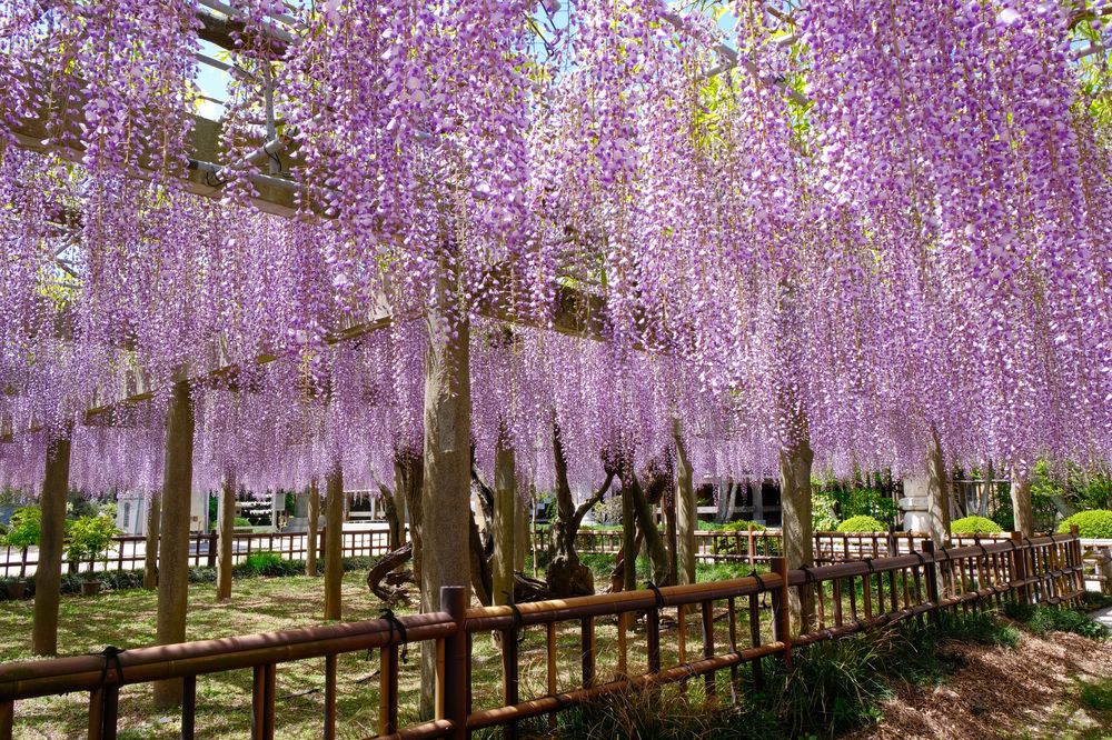 妙福寺の画像 - 2枚目