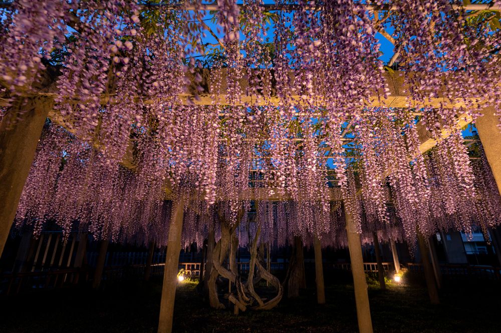 妙福寺の画像 - 5枚目