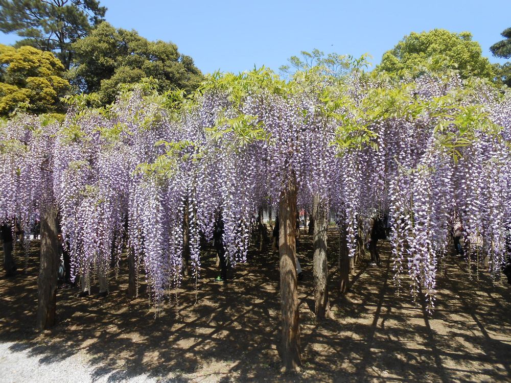 藤花園（牛島の藤）の画像 - 2枚目