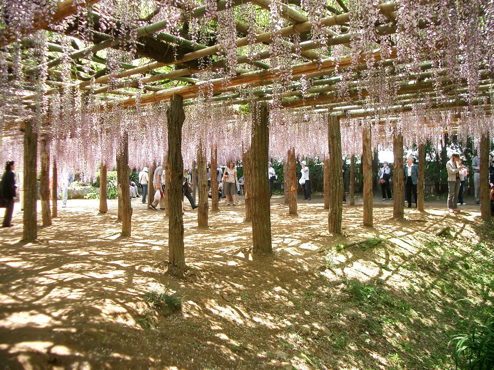 藤花園（牛島の藤）の画像 - 3枚目