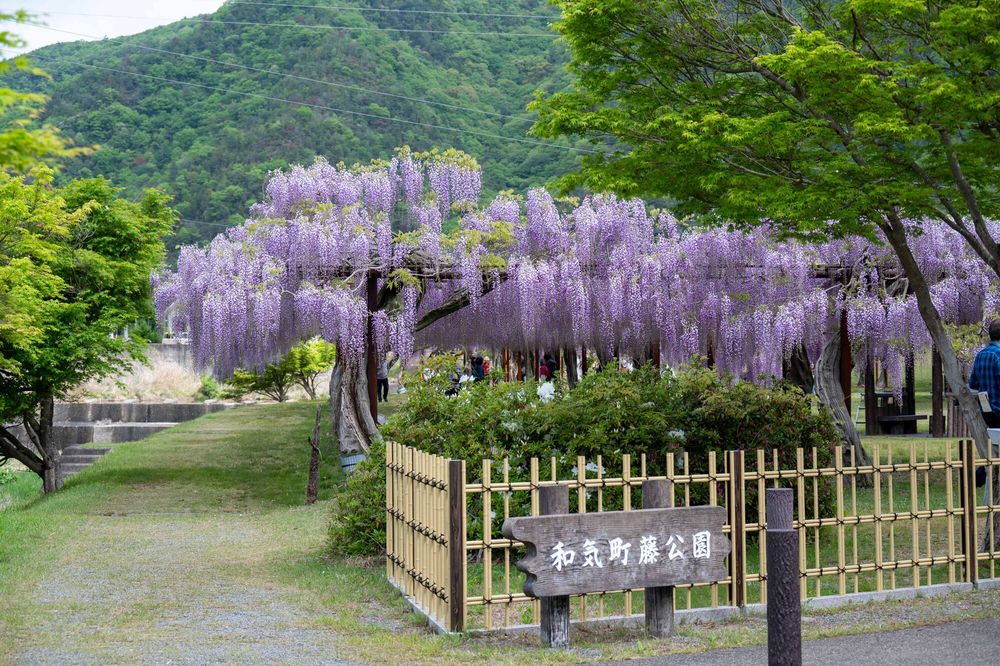 藤公園