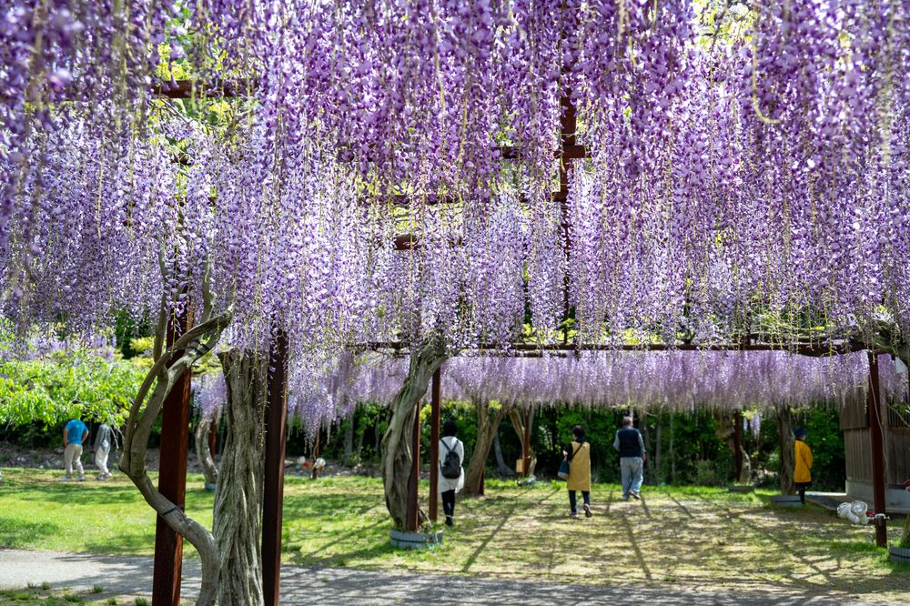 藤公園の画像 - 2枚目