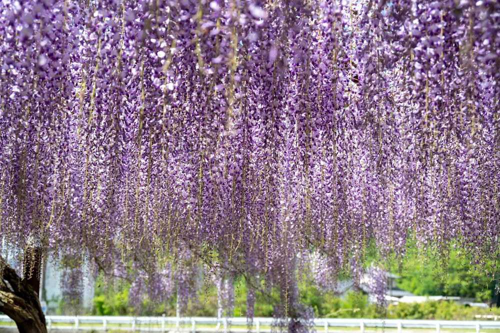藤公園の画像 - 3枚目