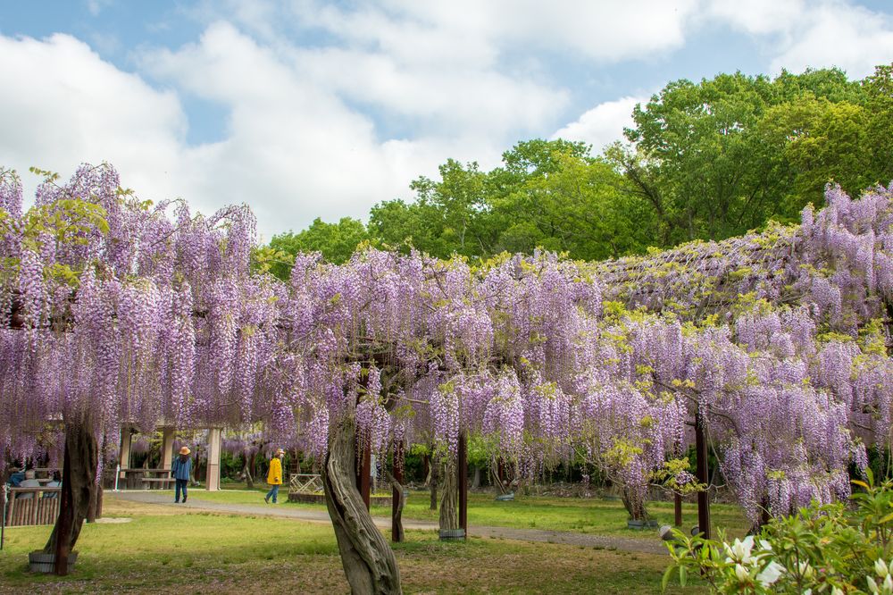 藤公園の画像 - 4枚目
