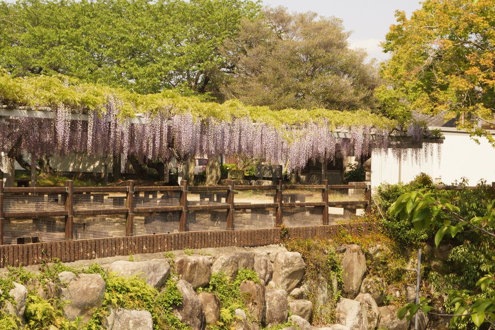 大中臣神社の画像 - 2枚目
