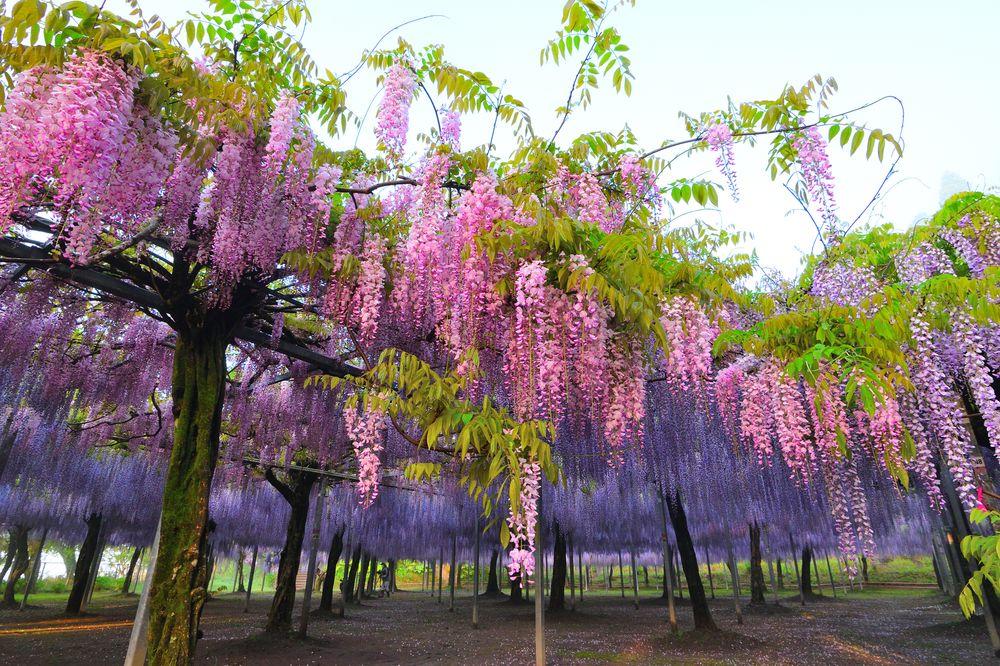 和気公園の画像 - 2枚目