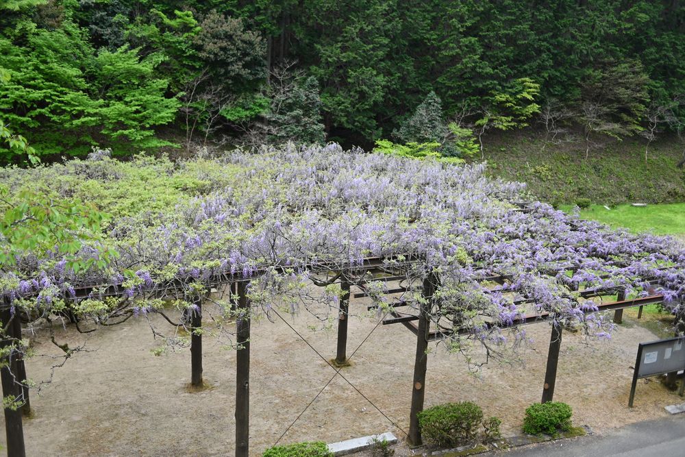 才ノ神の藤の画像 - 2枚目
