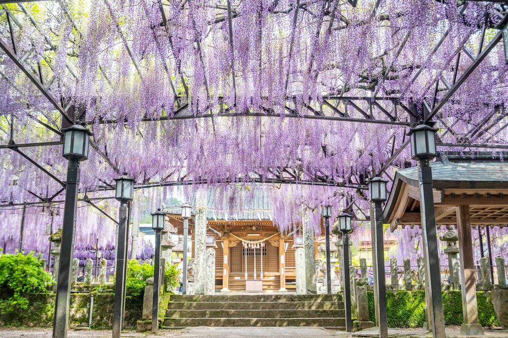 黒木の大藤の画像 - 2枚目