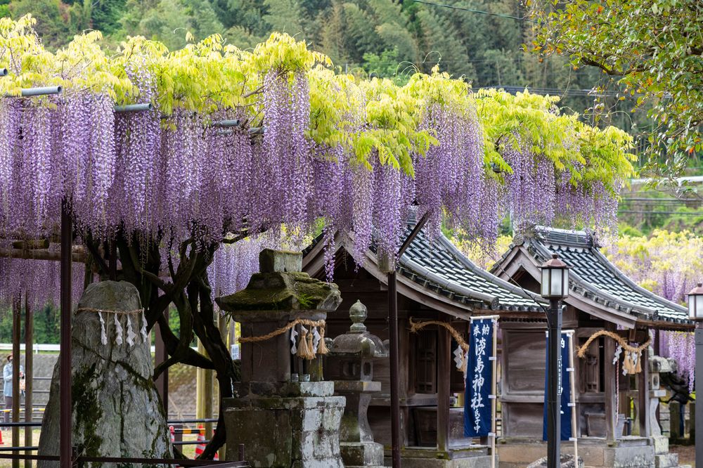 黒木の大藤の画像 - 3枚目