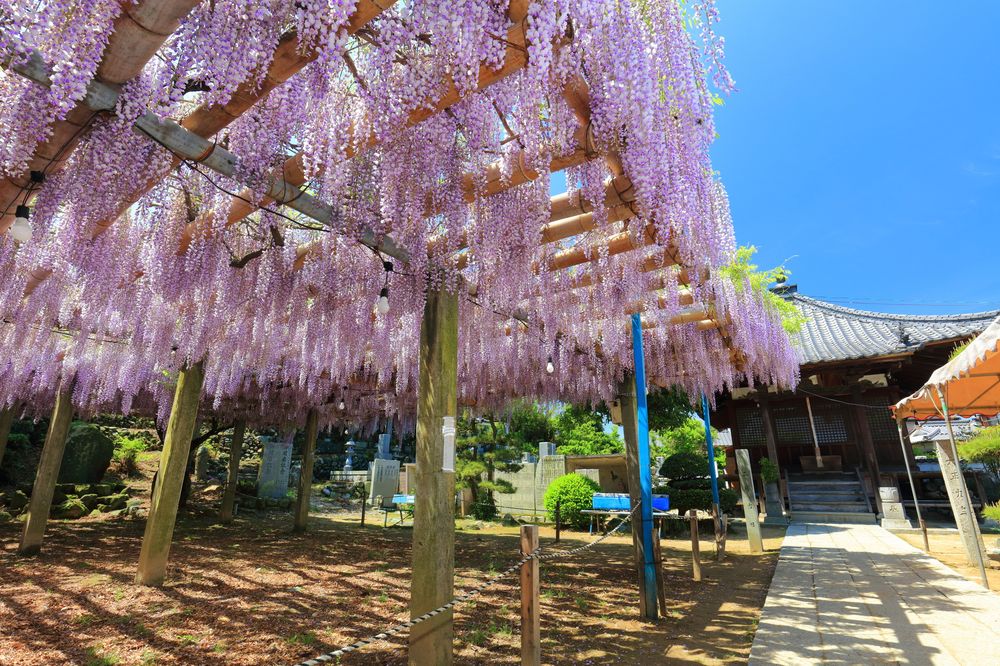 禎祥寺の画像 - 3枚目