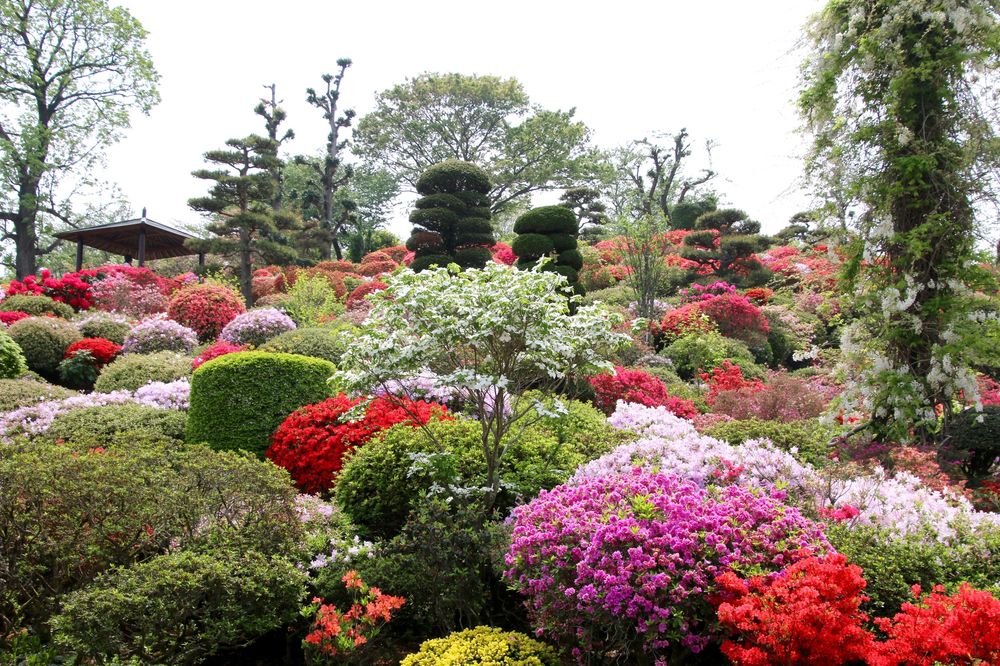 大桑原つつじ園の画像 - 3枚目