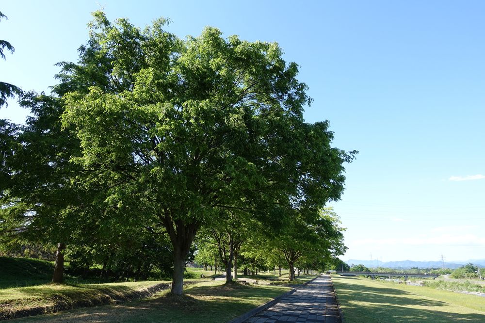 直江堤公園の画像 - 3枚目