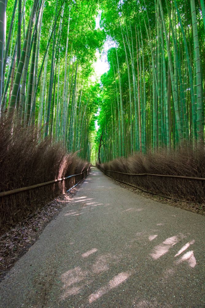 天龍寺の画像 - 7枚目