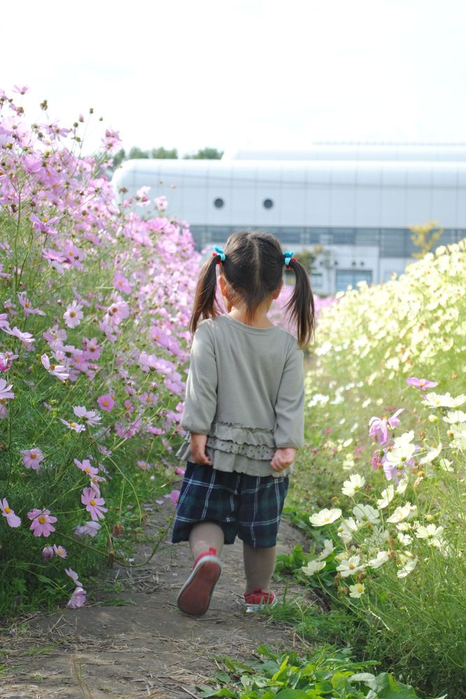 夢コスモス園の画像 - 3枚目