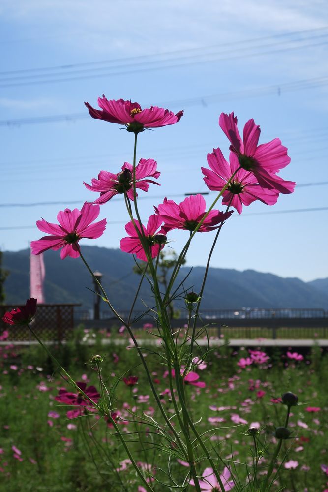 夢コスモス園の画像 - 4枚目