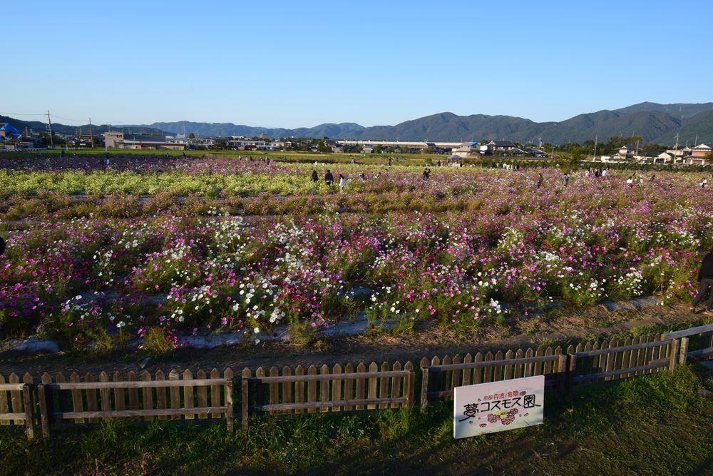 夢コスモス園の画像 - 5枚目