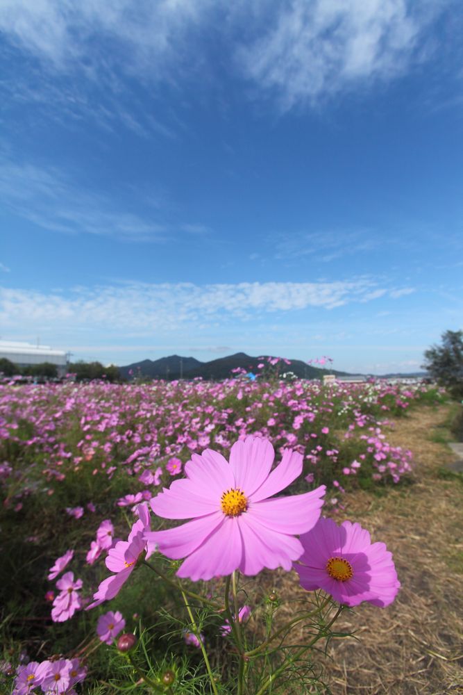夢コスモス園の画像 - 6枚目